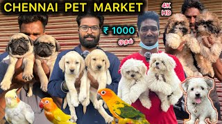 Chennai pet market | Exotic pets Boardway market | Chennai sunday market | Pet vlogs