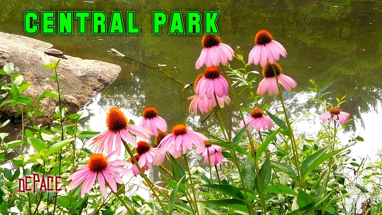 CENTRAL PARK FUN TODAY VIDEOS AND PHOTOS ,MUSIC YouTube