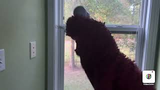 Elmo World Birds Computer