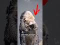 SEA OTTERS Hold Hands While Sleeping #shorts
