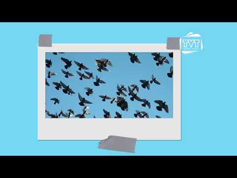 В град Русе през зимата Гледайте по TVT 