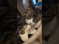 quick rescue cat recap 💕 #adoptstrays #catshort #tiktok猫 #cutekawaii #neko #tabby #bluecat #purrfect