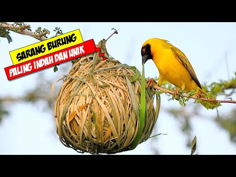 Video: Kapan burung pipit emas berkembang biak?