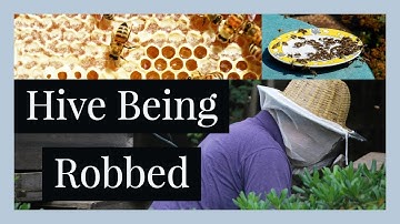 Help!  My Hive Is Being Robbed!
