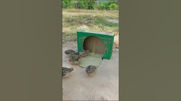 Really creative bird trap - Best underground trapping #shortvideo #short