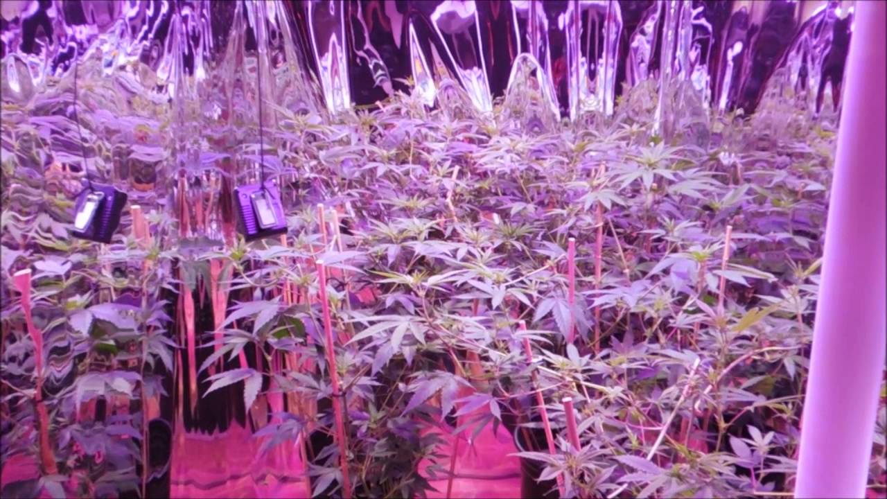 Spectrum King 400+ LED Grow Feat. Kanna Genetics & Trichome Jungle Genetics Ep.1