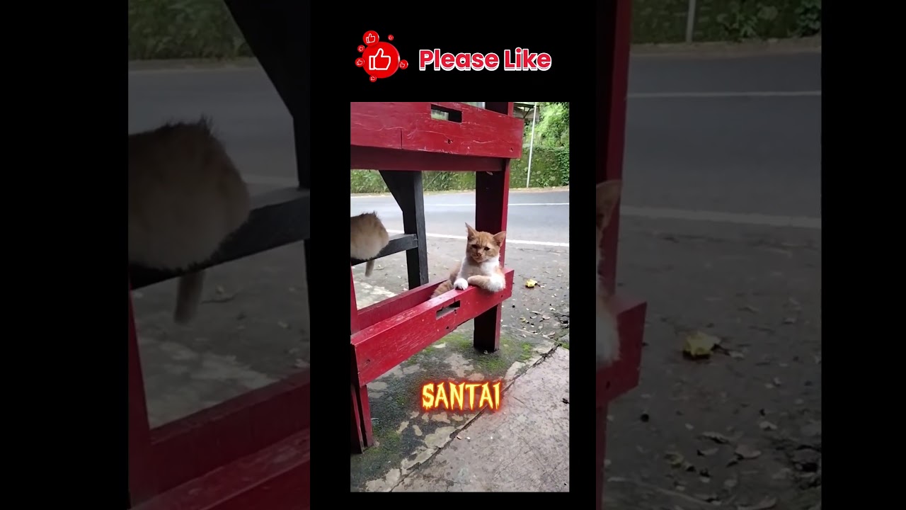 Khodam Kang Parkir #shorts #kucing #shortsvideo #