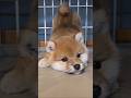 柴犬さん見て癒やされたら寝ろwww #動物 #柴犬
