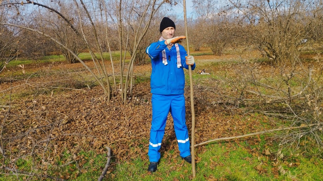 Fındıq ağacının budanma üsulu və budaq sayının tənzimlənməsi.