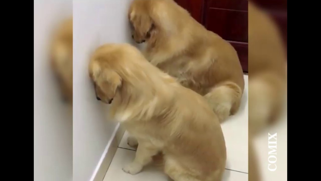 Cani sospettati di danni a ciabatte