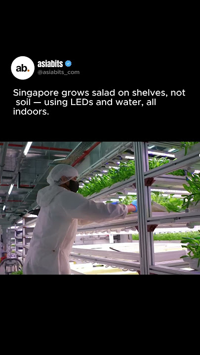 Singapore is tackling food insecurity with high-tech indoor farms.