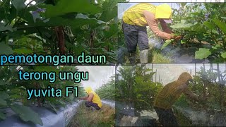 Pemotongan/Pemangkasan Daun Pada TANAMAN TERONG UNGU|| YUVITA F1✓ agar BUAH cepat Besar