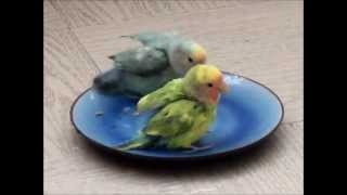 LoveBirds taking bath