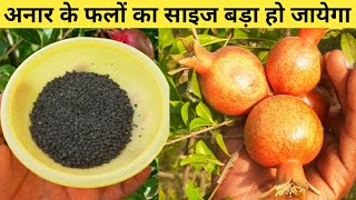 अनार के फलों का साइज बड़ा हो जायेगा || Pomegranate Plant care tips