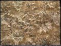 NZ TV Commercial - Roundup (1993) [LQ]