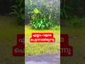 മഴയുടെ മധുരം: പ്രകൃതിയുടെ അഴകിനെ അനുഭവിക്കുന്ന ഒരുപാട് നിമിഷങ്ങൾ” അതിൽ ഇതും ഒന്ന് ☺️