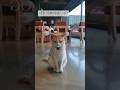 너무 이쁘자냥~!!#고양이 #냥냥이#cat #cute #일상# 힐링#공감#보라빛향기