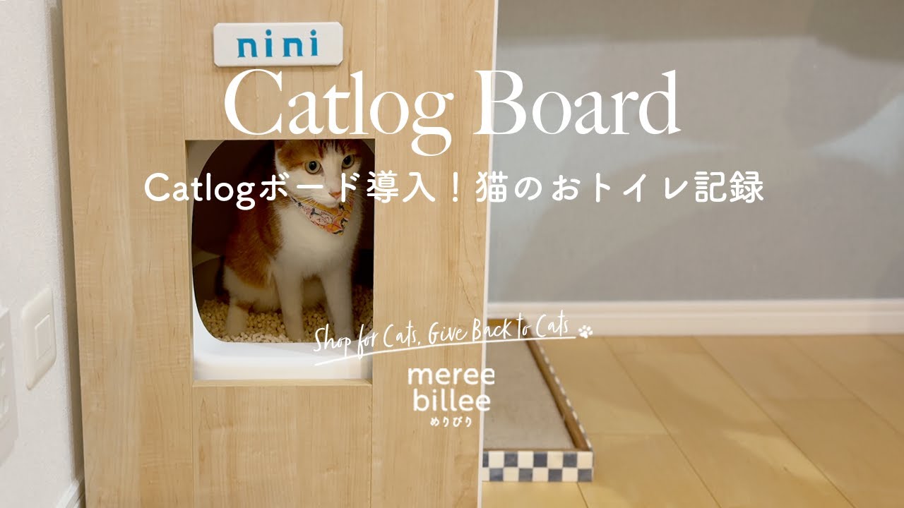 保護猫との暮らし｜トイレ問題を少しだけ楽にする方法