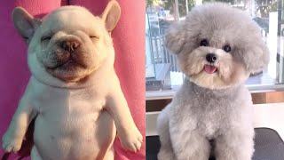 Baby Dogs - Cute and Funny Dog Videos Compilation #1 by pawsitive 551 views 4 years ago 7 minutes, 50 seconds