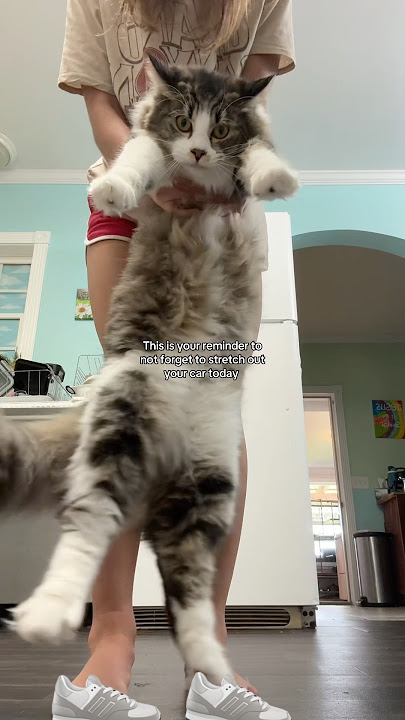 Don’t forget #shorts #cat #fyp