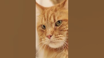 for cats , how to use properly catnip