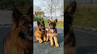 #germanshepherd #puppy #собака #pets Немка скоро 4 месяца