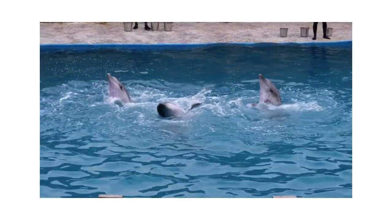在 YouTube 上觀看「Where Dolphins Play | Magical Ocean Song for Kids」 在 YouTube 上觀看「Where Dolphins Play | Magical Ocean Song for Kids」