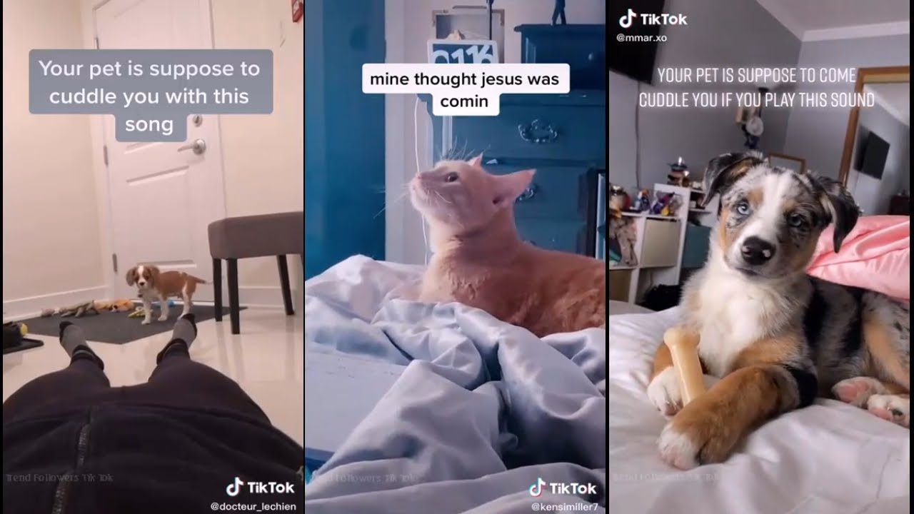 Your pet is suppose to come cuddle you if you play this sound | TikTok ...