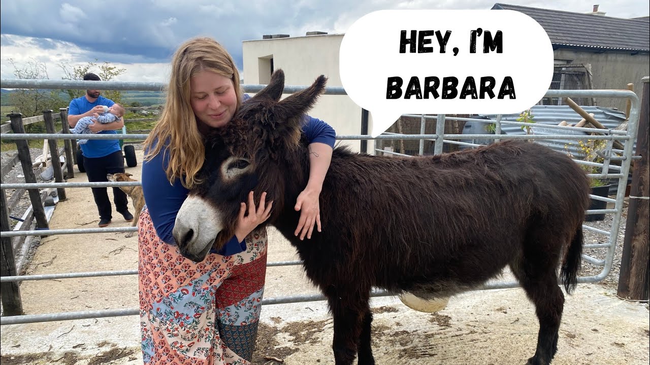 Getting Lost in Ireland: Donkeys, Cliffs & an Ice Cream Truck Rescue!