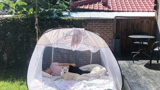 Camping with our dog in our garden!