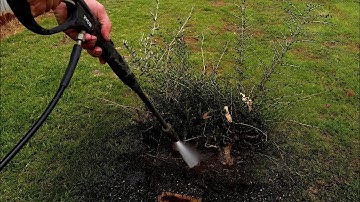 ​Is This a Mistake? Dividing a Bonsai Forest Planting!