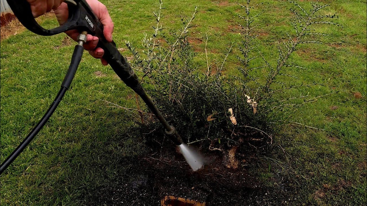 ​Is This a Mistake? Dividing a Bonsai Forest Planting!