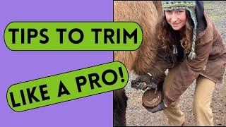 ATTN HORSE OWNERS: 3 HACKS for using Hoof Nippers