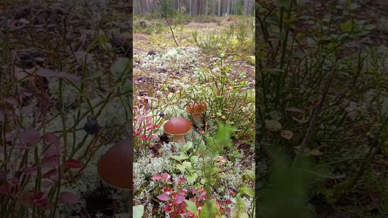 Около 15 беленьких вокруг какого-то джипа #грибы