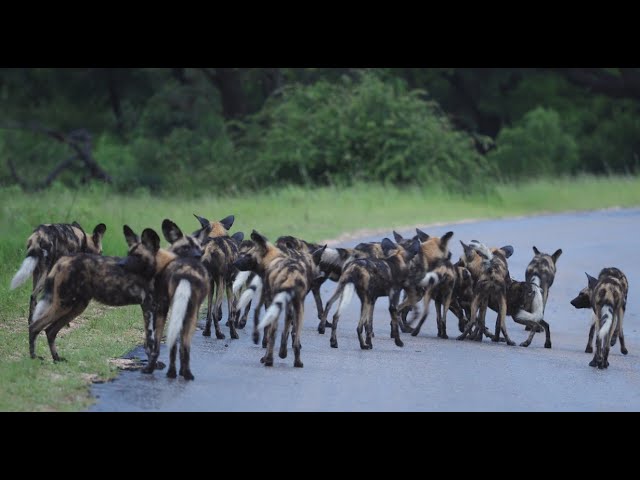 Large pack of Wild Dog hunts Impala successfully in Kruger National Park @PKSafaris