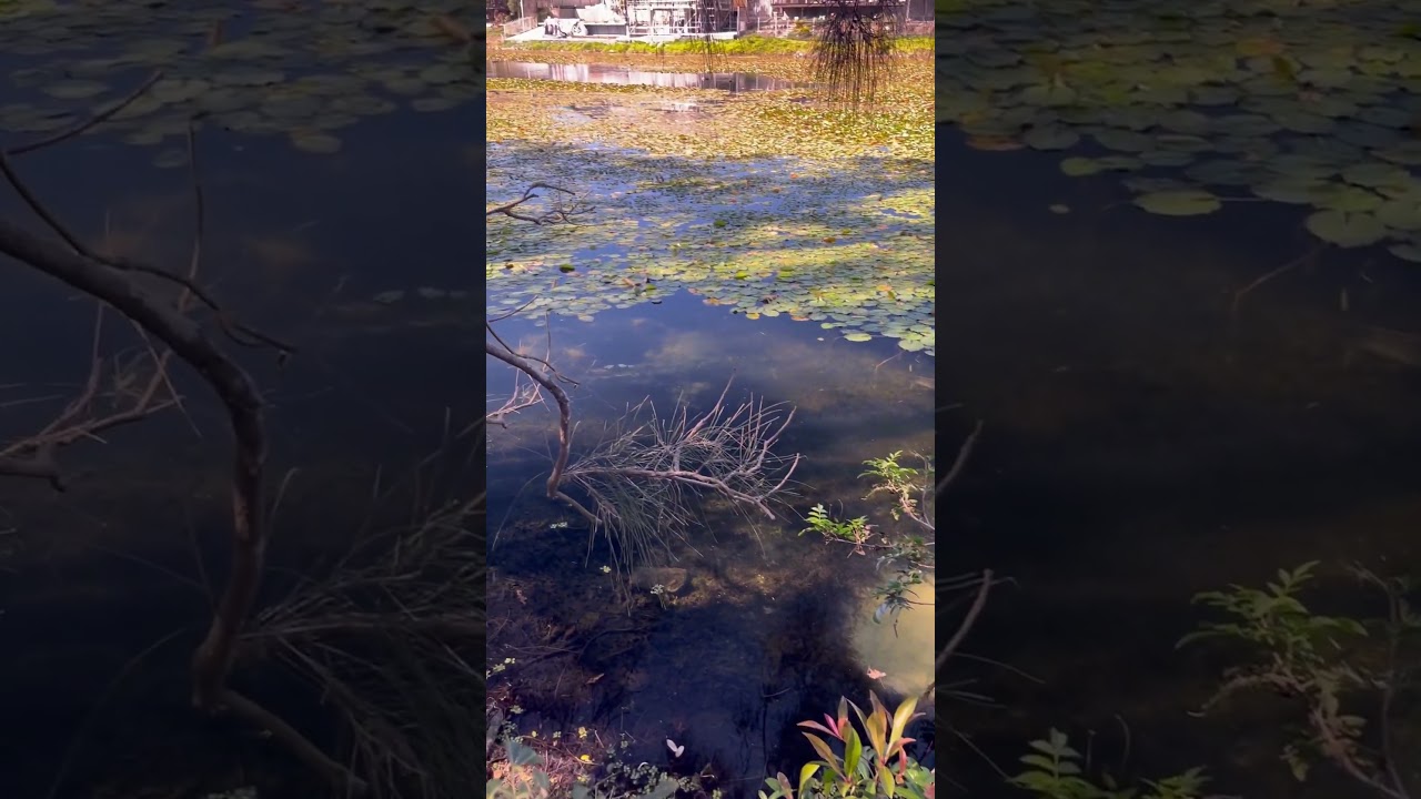 Eel tailed catfish nest vs Tilapia 