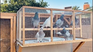 80 Mile Training Toss: *SHOCK TOSS* for my 2021 Racing Pigeons