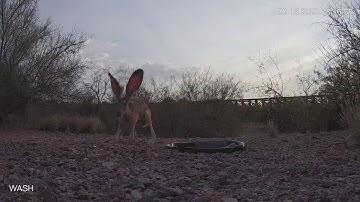 Slow Mo Jackrabbit Fight
