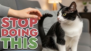 Common Cat Owner Mistakes to Avoid! New Cat Owners Beware!