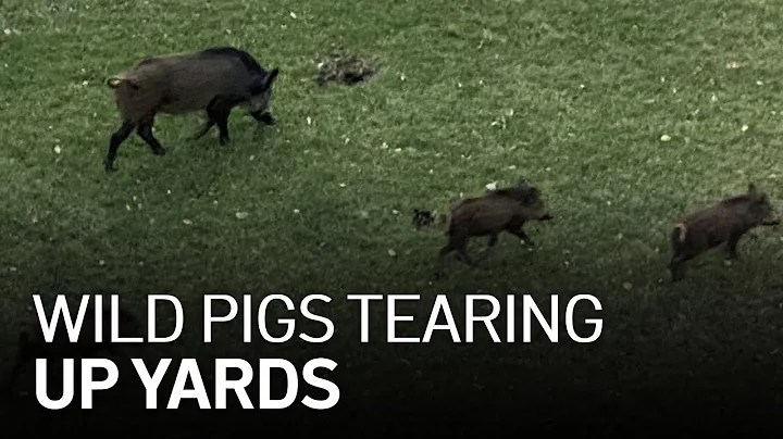 Morgan Hill Residents Worried, Frustrated as Wild Pigs Tear Up Yards