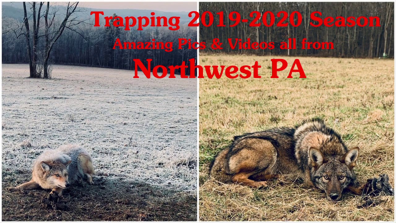Northwest PA Trapping 1920 Collection of Pics and Videos Bobcats