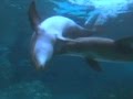 Los delfines y las burbujas anillo