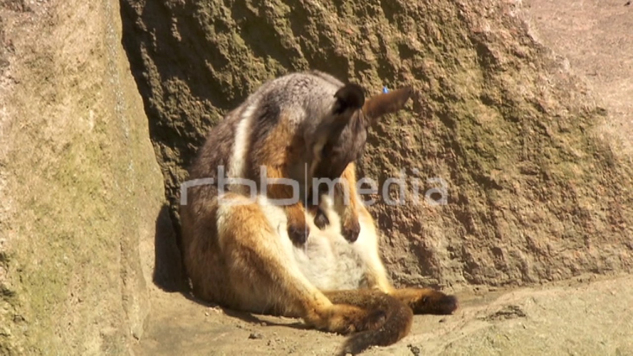 Kangaroo baby climbing out of pouch, 2015 YouTube