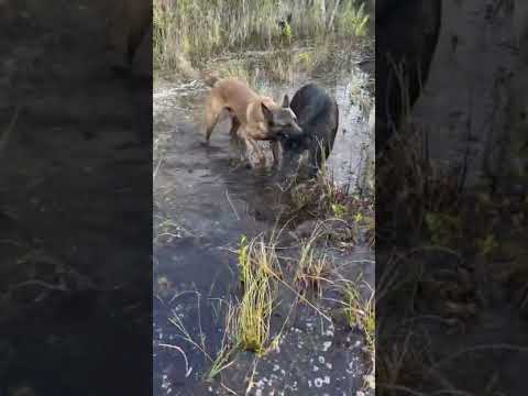 Belgian Malinois Hog Hunting