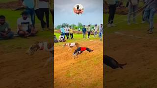 kolhapur dog race || dog res || Dog racing kolhapur || #shorts