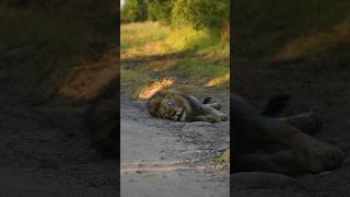 Perpisahan Ini Tak Berakhir… Singa Ini Kembali Mencari Penyelamatnya! #lion #animals