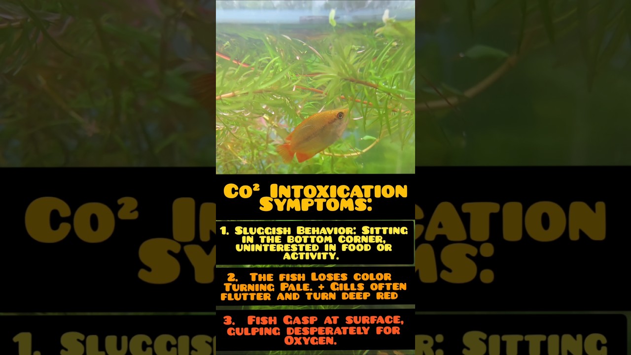 CO² Toxicity in Fish: Which Fish Are Immune? + The Signs Your Fish Are Suffocating. #aquarium #co2