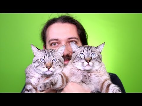 Vídeo: Cães E Gatos Podem Se Tornar Vegetarianos?