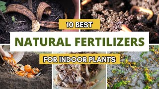 Best Fertilizer For Plants | Fertilizer For Indoor Plants | Organic Fertilizer | Natural Fertilizer