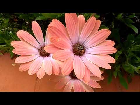 Video: Mimea ya Cape Marigold – Osteospermum na Aina za Mimea ya Dimorphotheca